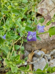 Scutellaria potosina