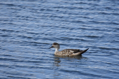 Lophonetta specularioides