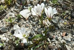 Gagea graeca
