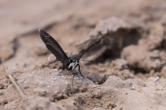 Pholisora mejicanus