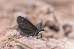 Pholisora mejicanus