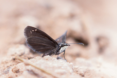 Pholisora mejicanus