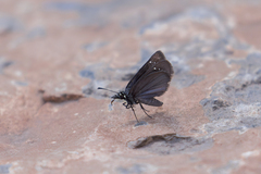 Pholisora mejicanus
