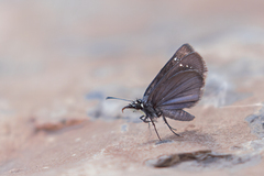 Pholisora mejicanus