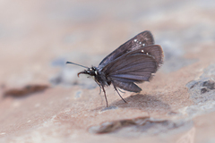Pholisora mejicanus