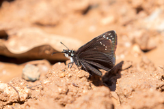 Pholisora mejicanus
