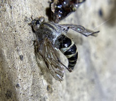 Furia ithacensis