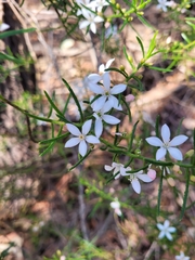 Philotheca hispidula