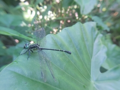 Leptogomphus sauteri
