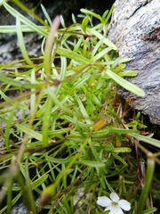 Heliosperma