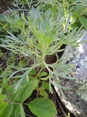 Artemisia sericea