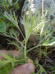 Artemisia sericea