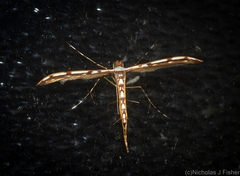 Cosmoclostis aglaodesma