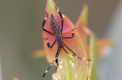 Gelonus tasmanicus