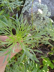 Artemisia sericea