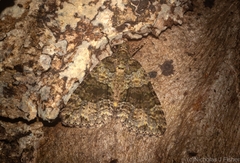 Polyclysta hypogrammata