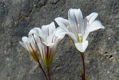 Gagea graeca