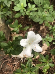 Rhododendron mucronatum