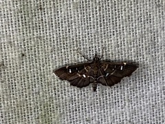 Diathrausta reconditalis