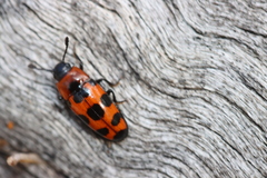 Episcaphula australis