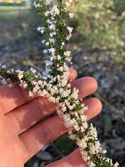 Cryptandra spinescens