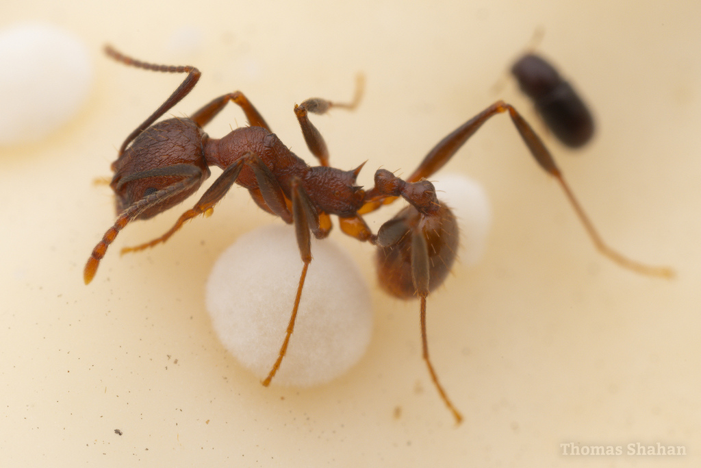 fulva-rudis-texana-complex Collared Ants