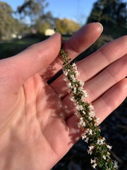 Cryptandra spinescens