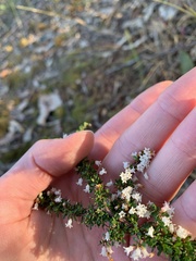 Cryptandra spinescens