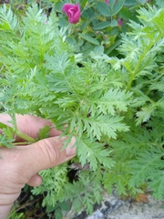Artemisia armeniaca