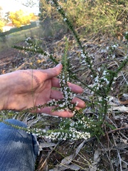 Cryptandra spinescens