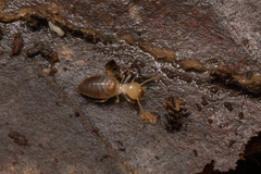 Syntermitinae