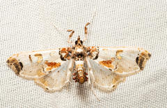 Neoleucinodes