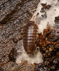 Scleropactidae