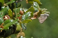 Satyrium tetra