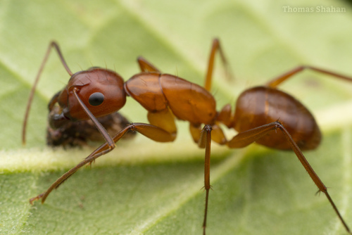 Chestnut Carpenter Ant