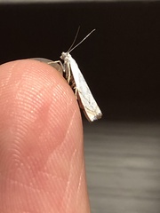 Crambus albellus