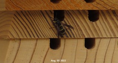 Euodynerus nipanicus