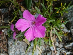 Dianthus glacialis
