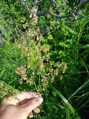 Thalictrum foetidum