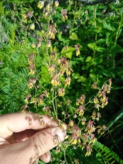 Thalictrum foetidum