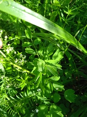 Thalictrum foetidum