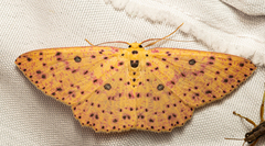 Anisodes prunelliaria