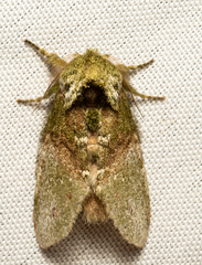 Disphragis manethusa