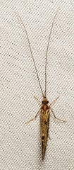 Leptoceroidea