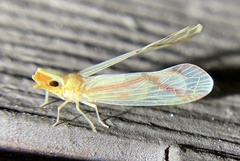 Otiocerus coquebertii