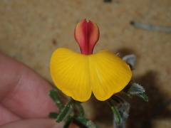 Isotropis cuneifolia