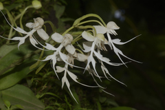 Habenaria crinifera