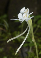 Habenaria rariflora