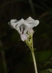 Ceropegia huberi