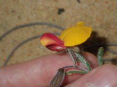 Isotropis cuneifolia